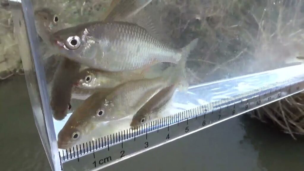 【タナゴ釣り 小物釣り】田んぼの間を流れる用水路で小物釣り 2025年3月中旬