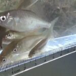 【タナゴ釣り 小物釣り】田んぼの間を流れる用水路で小物釣り 2025年3月中旬