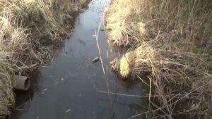 【小物釣り】下手賀沼の周辺にあるホソで小物釣り 2025年3月上旬