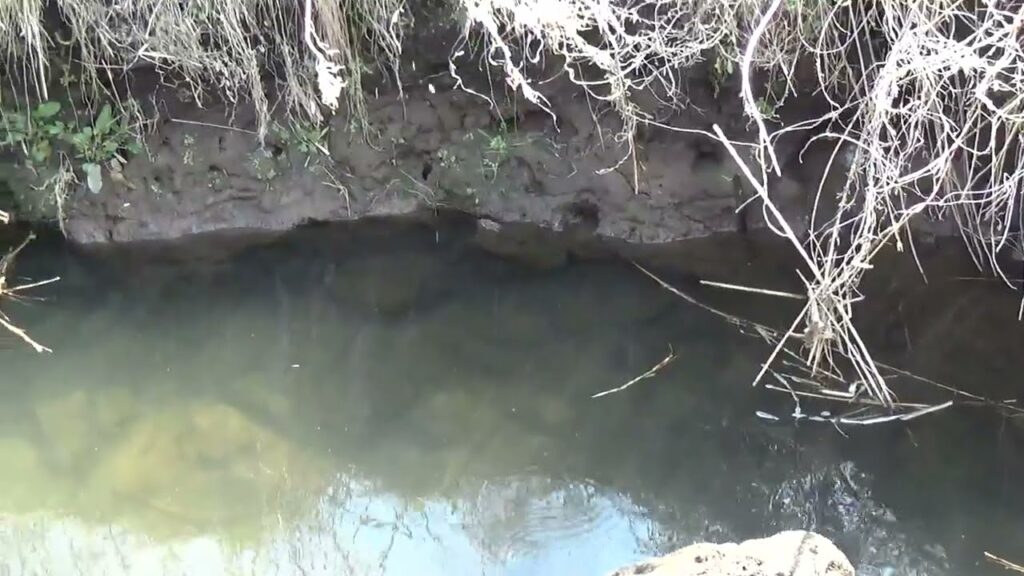【タナゴ釣り 小物釣り】枯草に囲まれた緩い流れの川で小物釣り 2025年3月下旬