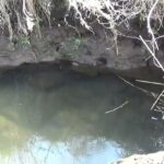 【タナゴ釣り 小物釣り】枯草に囲まれた緩い流れの川で小物釣り 2025年3月下旬