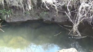 【タナゴ釣り 小物釣り】枯草に囲まれた緩い流れの川で小物釣り 2025年3月下旬