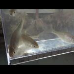 【タナゴ釣り 小物釣り】斜面林に沿う道と田んぼの間のホソで小物釣り 2025年3月下旬