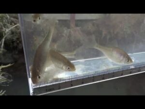 【タナゴ釣り 小物釣り】斜面林に沿う道と田んぼの間のホソで小物釣り 2025年3月下旬