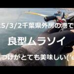 【2025/3/2海釣り】千葉県外房の港　良型ムラソイ2匹＋α【夜ヘチ釣り】