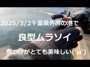 【2025/3/2海釣り】千葉県外房の港 良型ムラソイ2匹+α【夜ヘチ釣り】