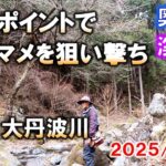 【奥多摩渓流釣り】大丹波川に入渓。放流されたニジマスはほとんどが釣られて魚影が見られず。有望ポイントでヤマメを拾い釣り。2025/3/24