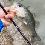 【バス釣り】3月上旬の五三川【バスフィッシング】