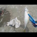 【直江津港第3東防波堤管理釣り場/直江津ハッピーフィッシング】尺アジ釣り 2025年 3月上旬 (前編)