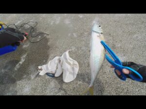 【直江津港第3東防波堤管理釣り場/直江津ハッピーフィッシング】尺アジ釣り 2025年 3月上旬 (前編)