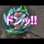 【直江津港第3東防波堤管理釣り場/直江津ハッピーフィッシング】尺アジ釣り 2025年 3月上旬 (後編)