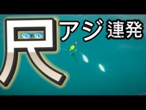 【和歌山アジ釣り】尺アジ連発‼️3月にアジ爆釣😆凄すぎーっ✨