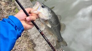 【バス釣り】3月上旬の五三川【バスフィッシング】