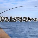 持ち上がらない程デカいアレと尺アジが信じられない程釣れた日【直江津港第3東防波堤　ハッピーフィッシング】