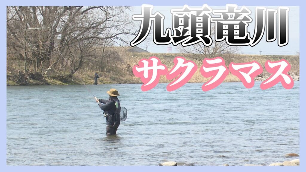 ３月の九頭竜川サクラマス　30を超える釣果！（福井県永平寺町　九頭竜川）