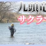 ３月の九頭竜川サクラマス　30を超える釣果！（福井県永平寺町　九頭竜川）