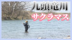 ３月の九頭竜川サクラマス　30を超える釣果！（福井県永平寺町　九頭竜川）