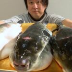【釣り】トラフグガチャ。大荒れの海で釣れた3匹のトラフグ。どれか1つが・・・？？？