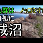 『舘林城沼』3月18日ノッコミ間近　魚は沼中央か