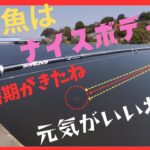 （❗️3月23日実釣🎣鶴見川❗️）春の訪れを感じる１匹の巻❗️