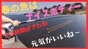 (❗️3月23日実釣🎣鶴見川❗️)春の訪れを感じる1匹の巻❗️