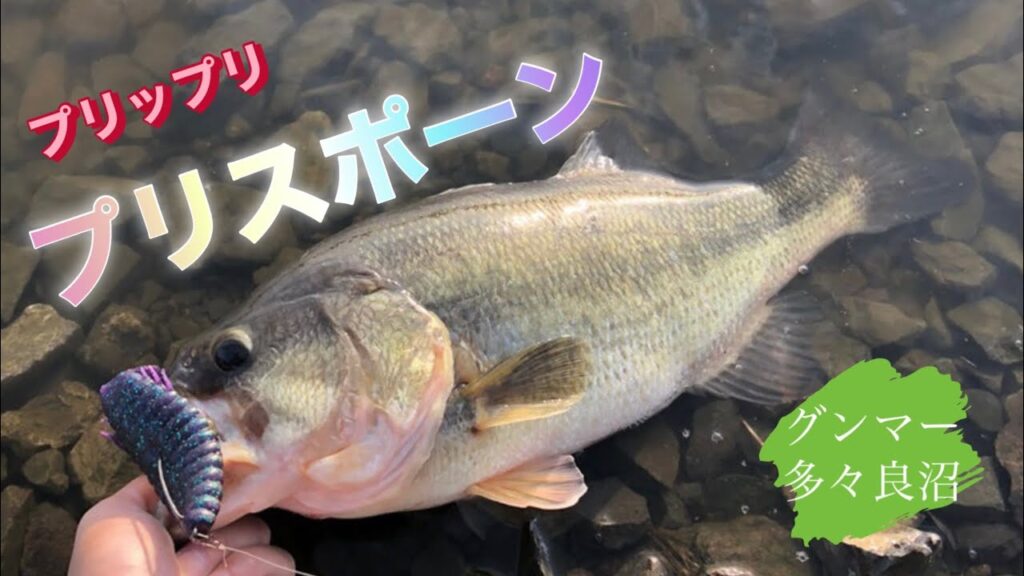 【多々良沼】プリスポーンを求めて　ブルフラット4.8 【春のバス釣り】