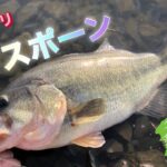 【多々良沼】プリスポーンを求めて　ブルフラット4.8 【春のバス釣り】