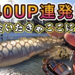 【40UP連発】お刺身が釣りやすい管理釣り場ってここじゃない？前編【おくとねフィッシングパーク】ポゴ GJ