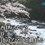 【釣り百景】#536 早春の西伊豆エリア 渓流釣り 解禁明けのアマゴと戯れる！