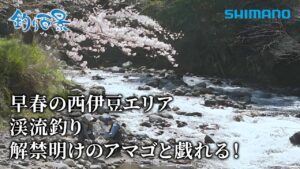 【釣り百景】#536 早春の西伊豆エリア 渓流釣り 解禁明けのアマゴと戯れる！
