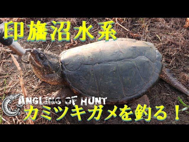 印旛沼水系でカミツキガメを釣る！　カミツキガメを釣る方法！　釣りキチ・マチャ Chelydra serpentina Fishing