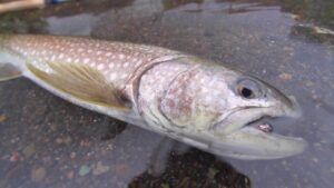 【フライフィッシング】ホテルの裏で60UP!?阿寒湖へ釣りに行こう!