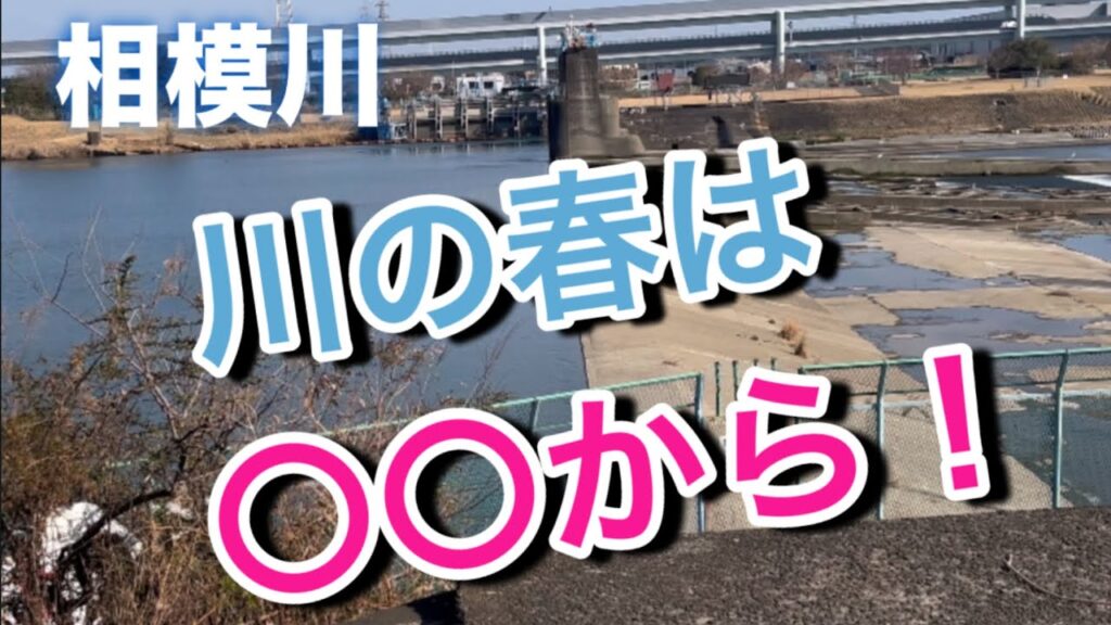 【バス釣り】スモールとラージが居る相模川で春の訪れを感じてきました！#bassfishing #スモールマウスバス#ラージマウスバス#バス釣り#メガバス #サンタフェ#バス釣り初心者