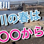 【バス釣り】スモールとラージが居る相模川で春の訪れを感じてきました！#bassfishing #スモールマウスバス#ラージマウスバス#バス釣り#メガバス #サンタフェ#バス釣り初心者