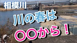 【バス釣り】スモールとラージが居る相模川で春の訪れを感じてきました！#bassfishing #スモールマウスバス#ラージマウスバス#バス釣り#メガバス #サンタフェ#バス釣り初心者