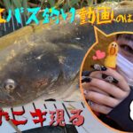 ブラックバス釣り‼今年の初フィッシュは・・・(笑)冬の埼玉荒川.びん沼川.入間川でバス釣り!夜釣りもしたよ。鯰なまずcatfishゲットだぜ。blackbassfishing Japanfishing