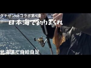 【北海道の釣り】はじめてカレイとホッケを釣ったよ！#タナセンchコラボ #自給自足 #田舎暮らし #釣り #海釣り #投げ釣り #ヒイカ #マメイカ #エギング #積丹
