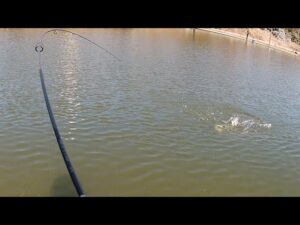 ダイソースプーンで釣り。in王禅寺。#釣り #ルアー #管理釣り場 #ニジマス #トラウト #ルアーフィッシング #ダイソー #スプーン