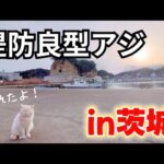 漁港で良型アジ in茨城 釣り人0人？だけど魚はいました！