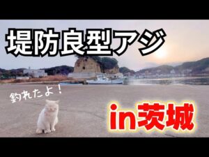 漁港で良型アジ in茨城 釣り人0人？だけど魚はいました！