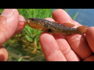 沼チチブの沼に溺れる~‼️#shorts