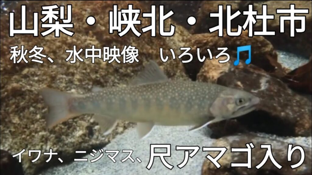 山梨・北杜市　イワナ＆ニジマス＆アマゴ　釜無川水系、峡北漁協さま管内