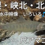 山梨・北杜市　イワナ＆ニジマス＆アマゴ　釜無川水系、峡北漁協さま管内