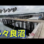 素晴らしい沼続 可能性大！！！ 多々良沼  バス釣り おかっぱり