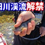 【天然釣るより難しかった(^^;)】岐阜県下呂市・益田川 渓流解禁
