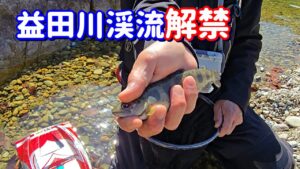 【天然釣るより難しかった(^^;)】岐阜県下呂市・益田川 渓流解禁