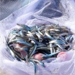 海釣りに行ったら網でひとすくい！？大量の高級魚が！！