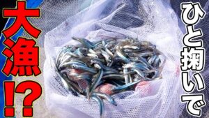 海釣りに行ったら網でひとすくい!?大量の高級魚が!!