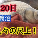 へらぶな釣り 久々に弱風なので平筒沼ふれあい公園