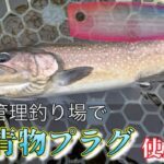 【エリアトラウト】【高島の泉】管理釣り場でショアプラ？！